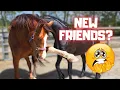 Download Lagu Rising Star⭐ with his new friend Teije Rein. Let’s hope that goes well... | Friesian Horses