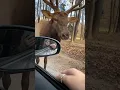 Download Lagu Majestic Elk Shows Off Vocal Range! #Shorts #Elk #Wildlife