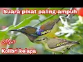 Download Lagu SUARA PIKAT BURUNG KOLIBRI KELAPA RAME, BURUNG LIAR AUTO MENDEKAT