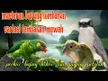 Download Lagu Tembakan burung mewah 🔥🔥 perkici bajing kekes dan jingjing petulak