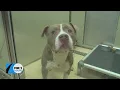 Trending Topics St Louis County shelter waives fees for pet adoptions