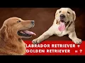 Goldador - Labrador Retriever Golden Retriever Mix