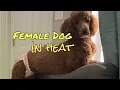Female Dog Heat Cycle Everything you need to know Cleaning diapers spay behavior