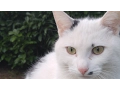 Download Lagu 30 minutes of relaxing sounds of nature, singing birds, a few cats