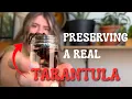 Preserving Your First Tarantula