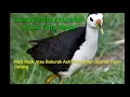 Download Lagu Suara Ruak Atau Baburak  Kalimantan Jernih Dijamin Ampuh Coba Saja. SILAKAN DICOPY