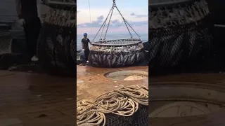 أضخم صيد سمك كبير جدا 