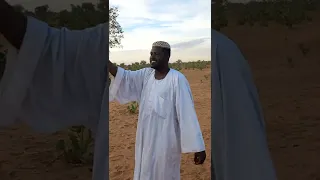 كلمات عبد الكريم الكابلي بلد السماحات دندنها