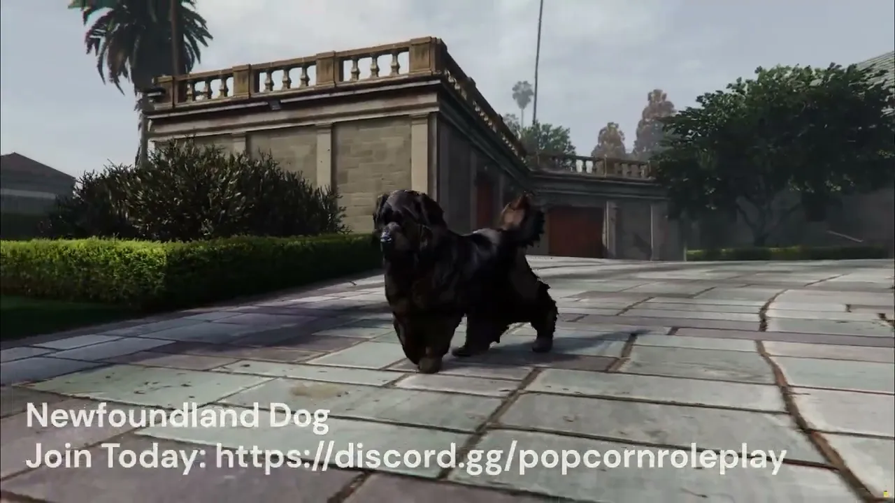 Newfoundland Dog