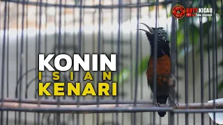 Download konin isian kenari MP3