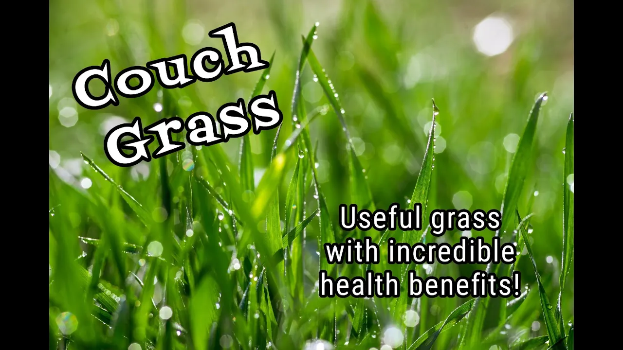 Couch Grass: Edible with Health Benefits!