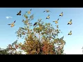 Download Lagu suara burung punai yang bikin punai hutan cepat mendekat