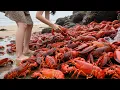 Download Lagu Xiao Zhang Found A Big Lobster As Soon As He Arrived At The Beach