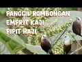 Download Lagu suara pikat emprit kaji/pipit haji sangat ampuh