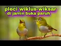 Download Lagu Pancingan Pleci Wiklus Wiksar Agar Buka Paruh || Pleci Bustomi Gacor