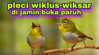pancingan pleci wiklus wiksar agar buka paruh pleci bustomi gacor