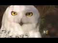 Snowy Owl Sightings In Illinois On The Rise