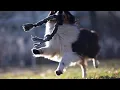 Adopting a Rescue Shetland Sheepdog An Overview of Options