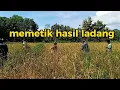 Download Lagu menyambut musim petik =franky \u0026 jane = vidio anak padang mali alor NTT