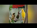 Download Lagu Masteran Cililin. Kenari dan Gereja Tarung Dengan Gemericik Air || Masteran murai