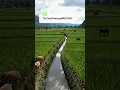 Download Lagu Na amparan rasa ngagedur rasa ka cinta  #sawah #sunda #popsunda #gasentra
