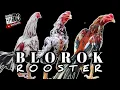 Download Lagu Ciri Dan Jenis Warna Bulu Ayam Bangkok Blorok