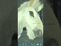 Unicorn has seen things 100 Days in ANTARTIKA