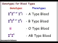 Blood Types and Punnett Squares