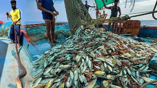 AMAZING We Caught Tons Of Mackerel And Trevally Fish In A Single Catch WOW  AMAZING We Caught Tons Of Mackerel And Trevally Fish In A Single Catch WOW