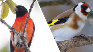 Download BURUNG RED SISKIN GACOR KOMBINASI GOLDFINCH GACOR SUARA JERNIH MP3