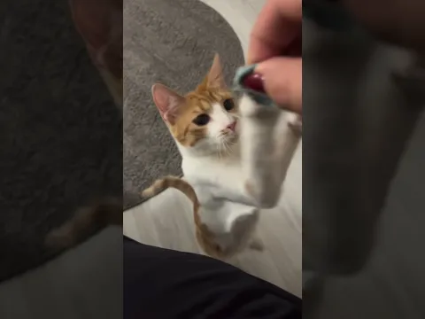 CAT 🆚 hair tie #funny #cat #fighting