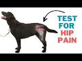 Dog Arthritis Back Legs - How to Check Your Dog s Hips for Arthritis