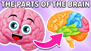 The Parts of the Brain! | KLT Anatomy