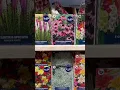Lagu Summer flowering bulbs now in B\u0026M #bulbs #flowers #bargain