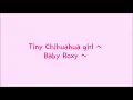 Teacup Chihuahua Baby Girl ~ Baby Roxy ~