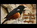 MOCKING CLIFF CHAT singing and mimicking many birds