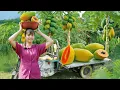 Download Lagu Harvesting Ripe Papayas Fresh Papaya Cooking \u0026 Countryside Market Selling