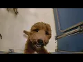 Boarding for the holidays What to know about the mystery respiratory illness in dogs Ready Pet GO