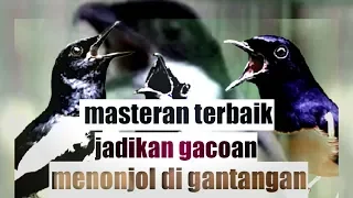 Download masteran tonjolan untuk kacer, murai batu, cucak ijo,cendet, dll MP3