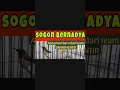 Download Lagu #sogon  #sogongacor #sogonbren #sogonmateri #sogongacordor  #sogokontonggacorngleper #bernadya