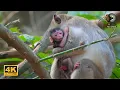 Lagu Young Monkey JAZZY Has Just Given Birth to Her First Baby | Full Documentary