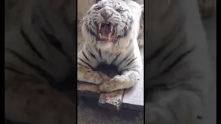 النمر الابيض 