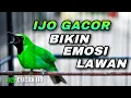 Download Lagu PANCINGAN CUCAK IJO GACOR FULL BUKA PARUH COCOK UNTUK BIKIN EMOSI IJO LAWAN NAIK AUTO JAMTROK