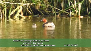 aflevering 47 bijzondere watervogel natuurvideos door michael de vries 