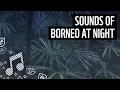 Nature Sounds from Borneo Jungle at Night | Meditation Sounds | WWF