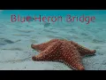 Scuba Diving the Famous Blue Heron Bridge