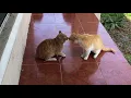 Cat Fight over territory.