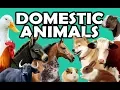 Download Lagu DOMESTIC ANIMALS | Learn Domestic Animals Sounds and Names For Children, Kids And Toddlers
