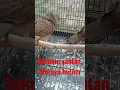 Download Lagu Tekukur jantan merayu betina || minta kawin || Tekukur gacor