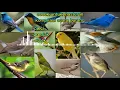 kompilasi suara burung pleci,prenjak,dan ciblek